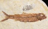 Small Knightia Fossil Fish - Wyoming #41032-1